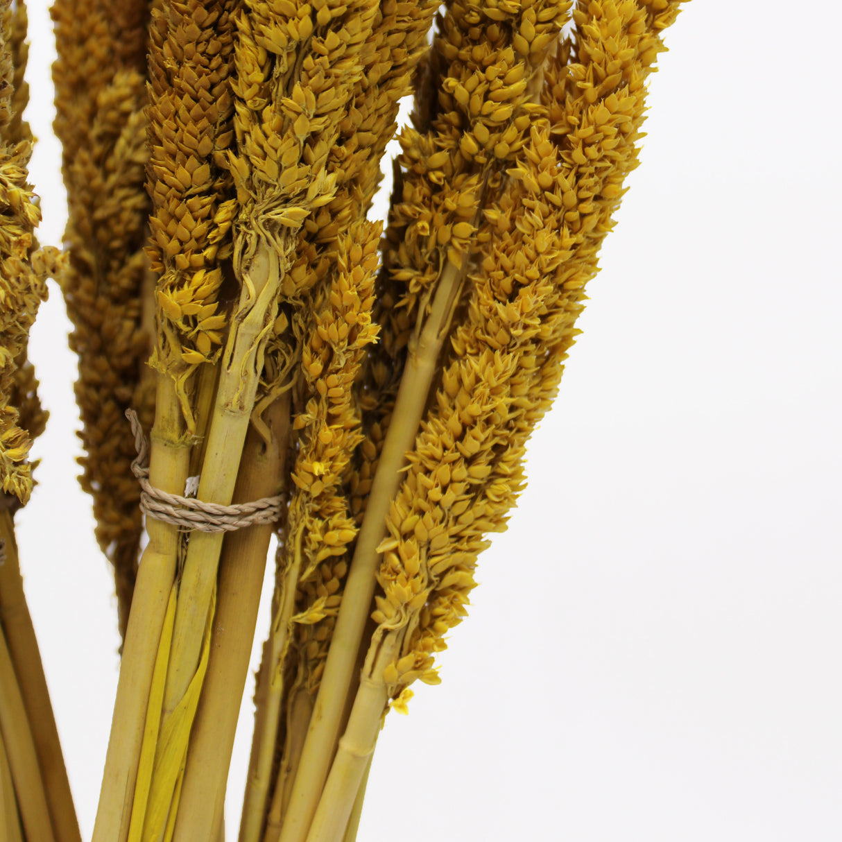 Dried Cantal Grass Bunch Amber Set of 6