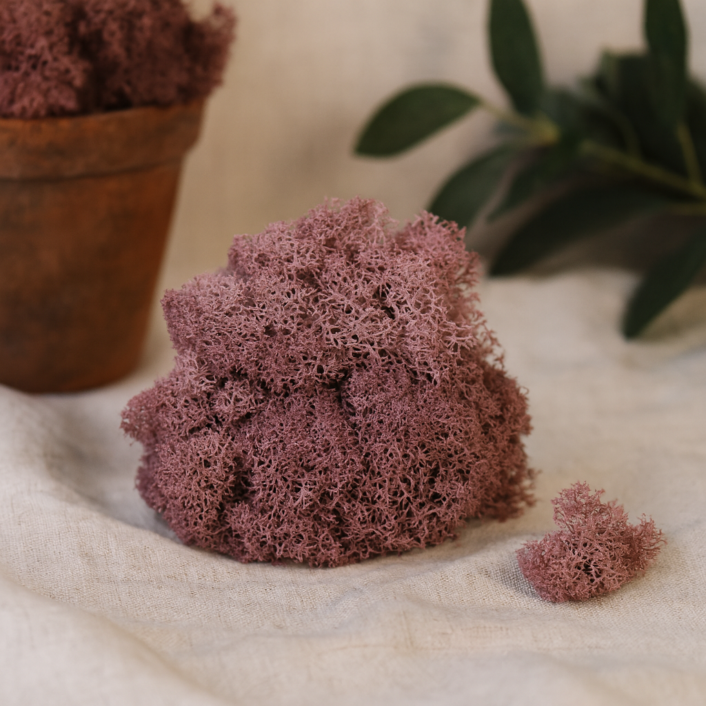 Lavanda preservada con musgo de reno 500 g