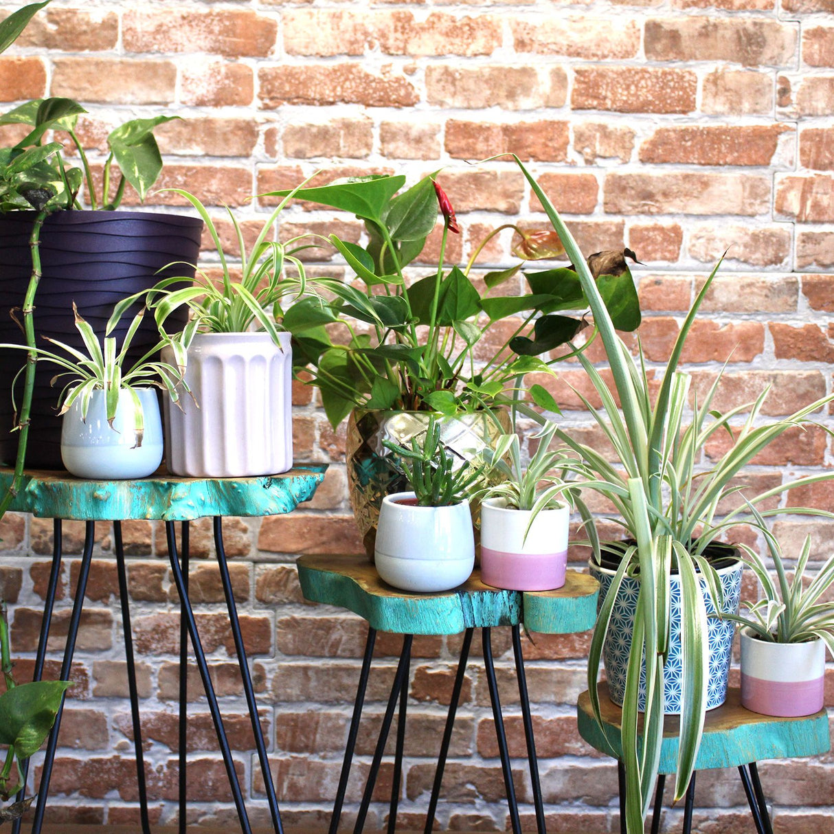 Sada 3 stojanov na rastliny z dreva Gamal s zeleným náterom