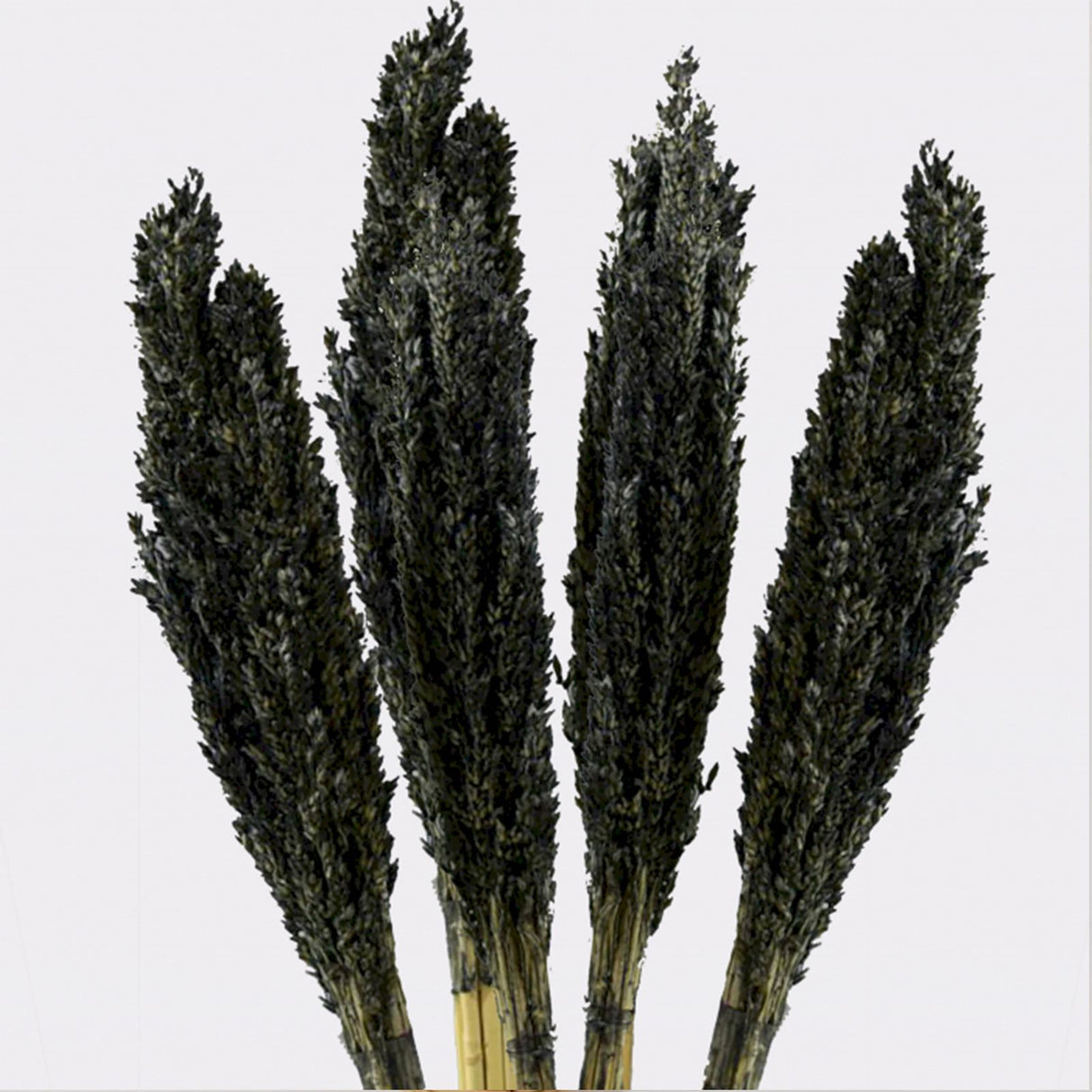 Dried Cantal Grass Bunch Black 6 Pieces