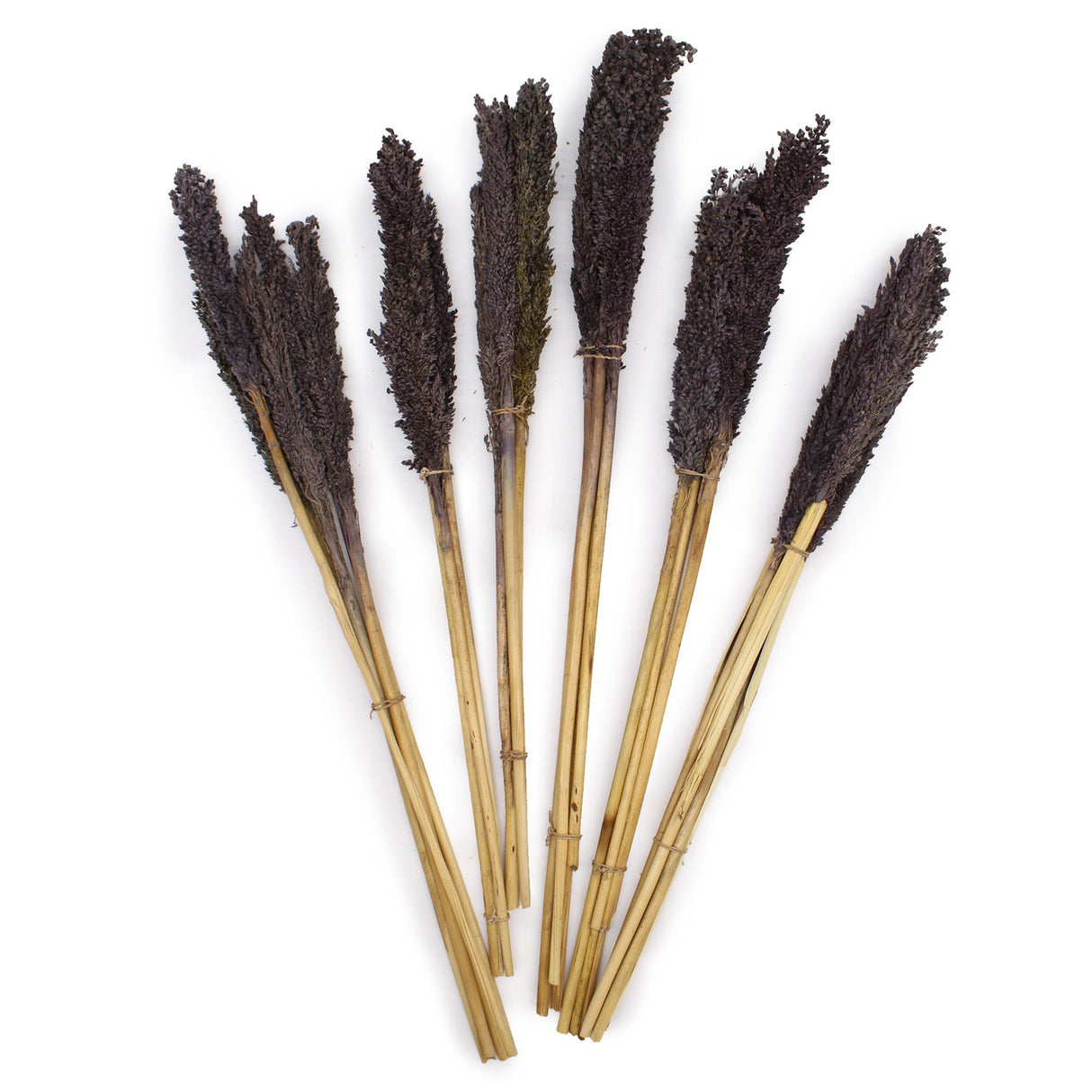 Dried Cantal Grass Bunch Black 6 Pieces