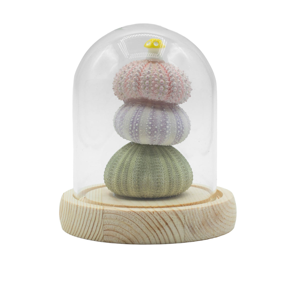 Floral Glow Garden Dome – 3 Sea Urchins – LED USB