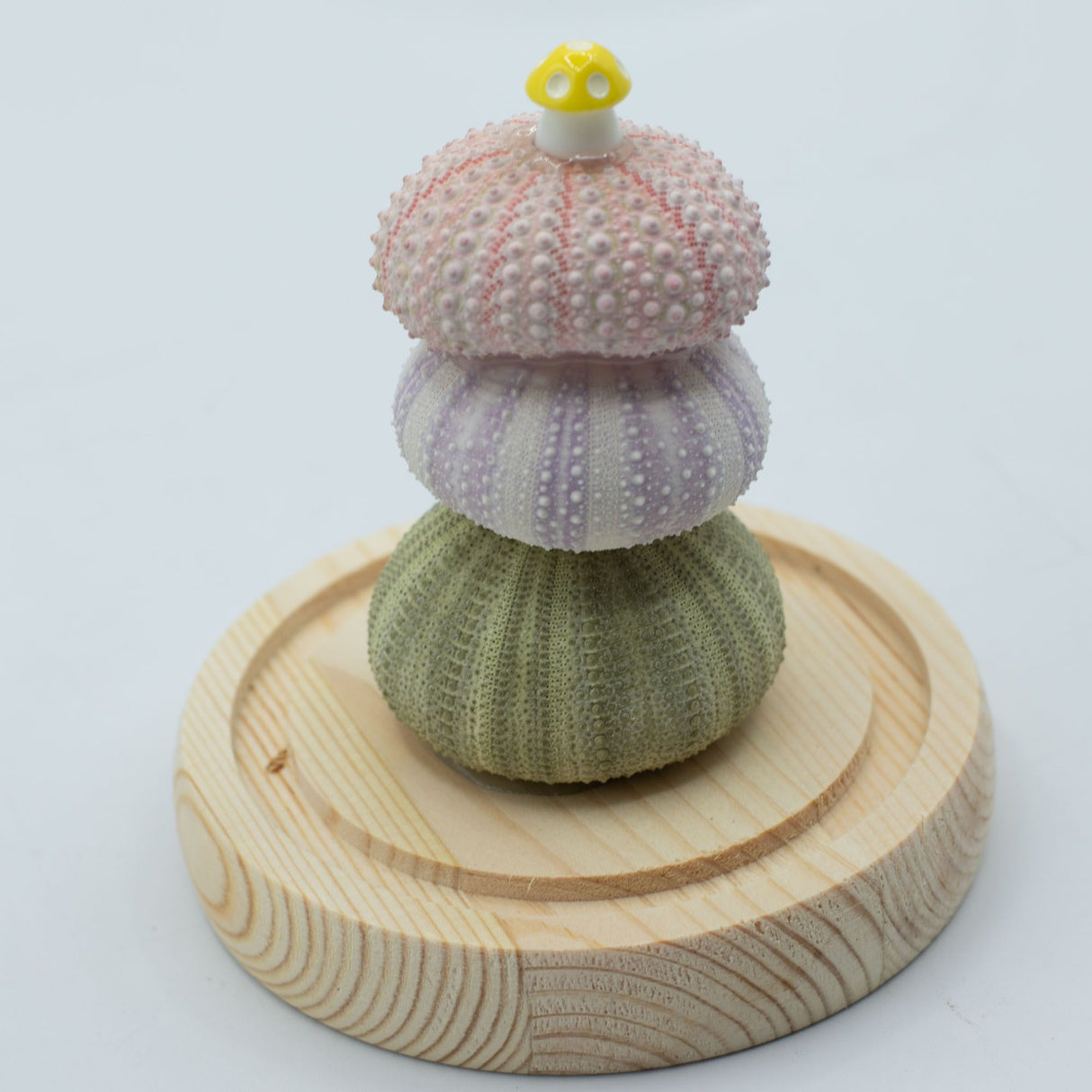Floral Glow Garden Dome – 3 Sea Urchins – LED USB