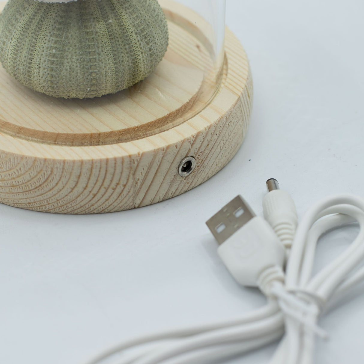 Floral Glow Garden Dome – 3 Sea Urchins – LED USB