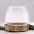 Small Terarium on Natural Tung Wood - SHAMTAM.COM