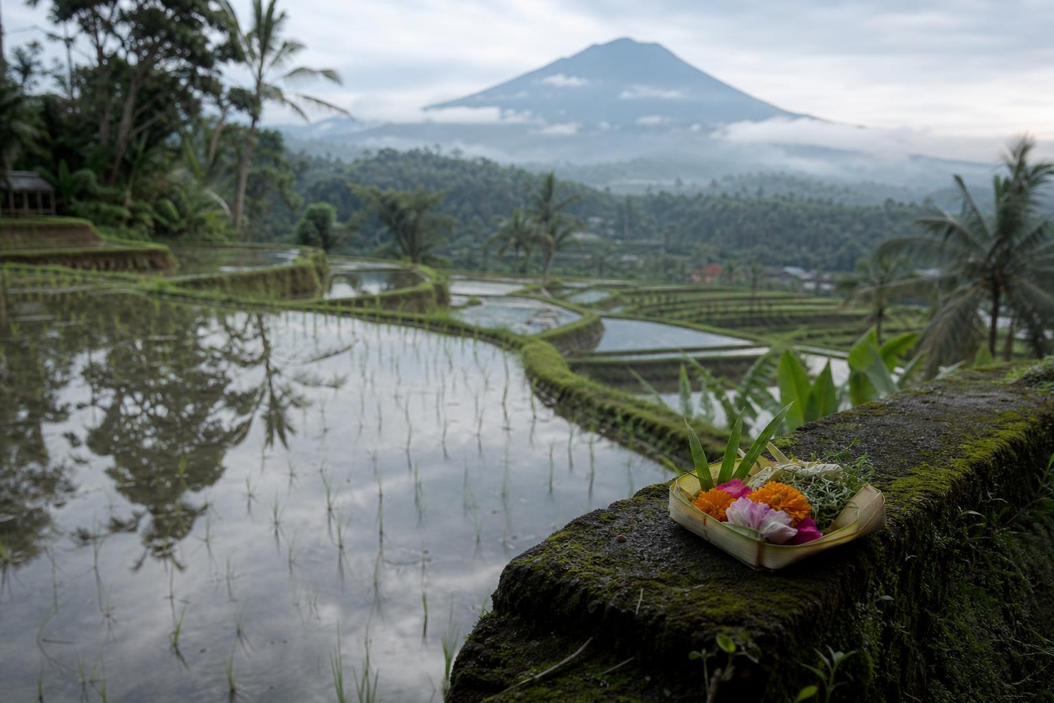 Balinese rice terraces on a volcanic hillside at dawn, with a small canang sari offering resting on a stone ledge beside an irrigation channel