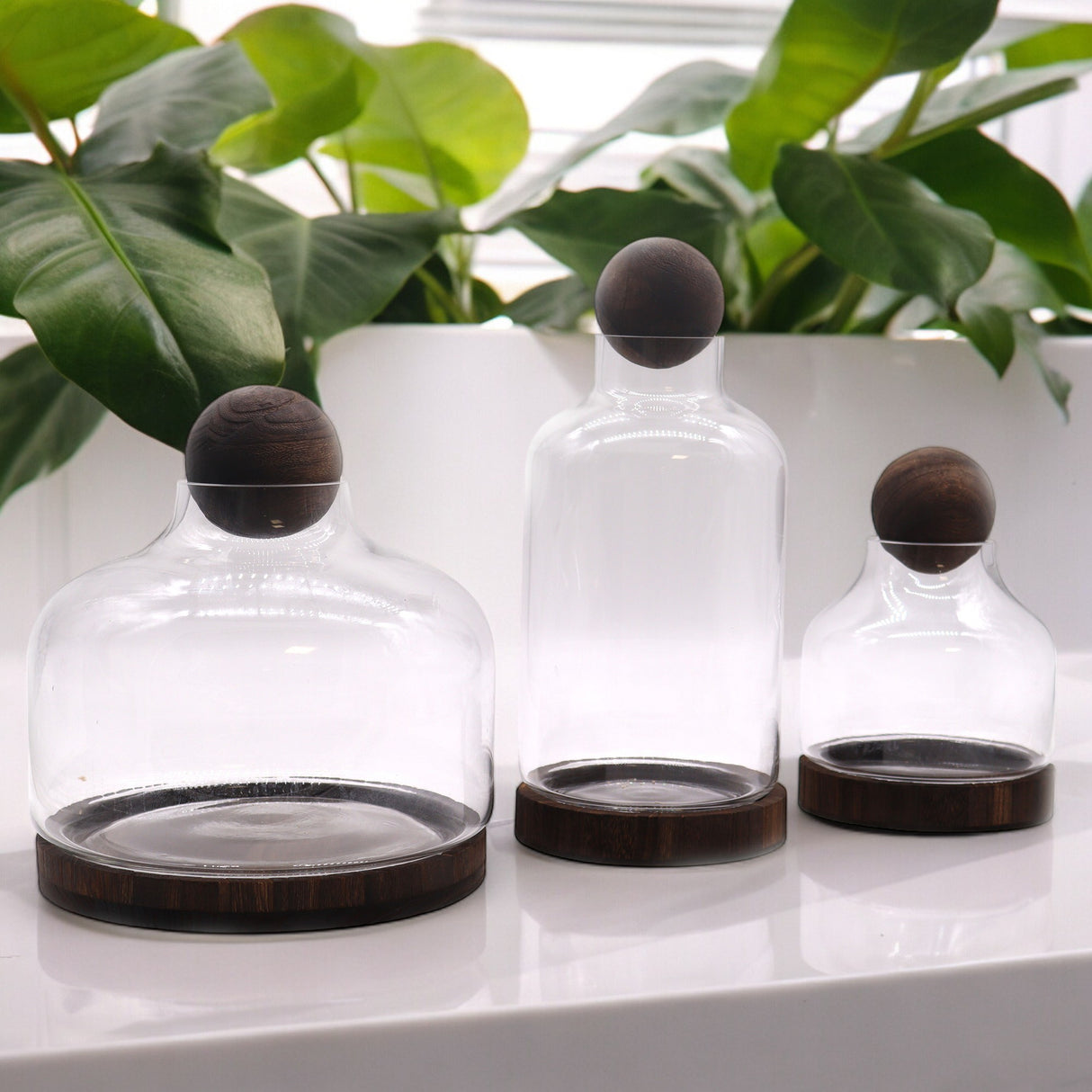 Medium Ball Top Terarium on Dark Tung Wood