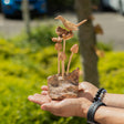 Handgeschnitzte Parasiten-Holzkunst – Vogel & Biene auf Pilzen