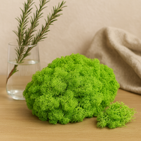 Reindeer Moss Preserved Light Green 500g