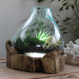 Aquarium en verre fondu avec lumière, 3.7L 30cm