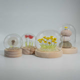 Floral Glow Garden Dome – 10 Pink Roses – LED USB