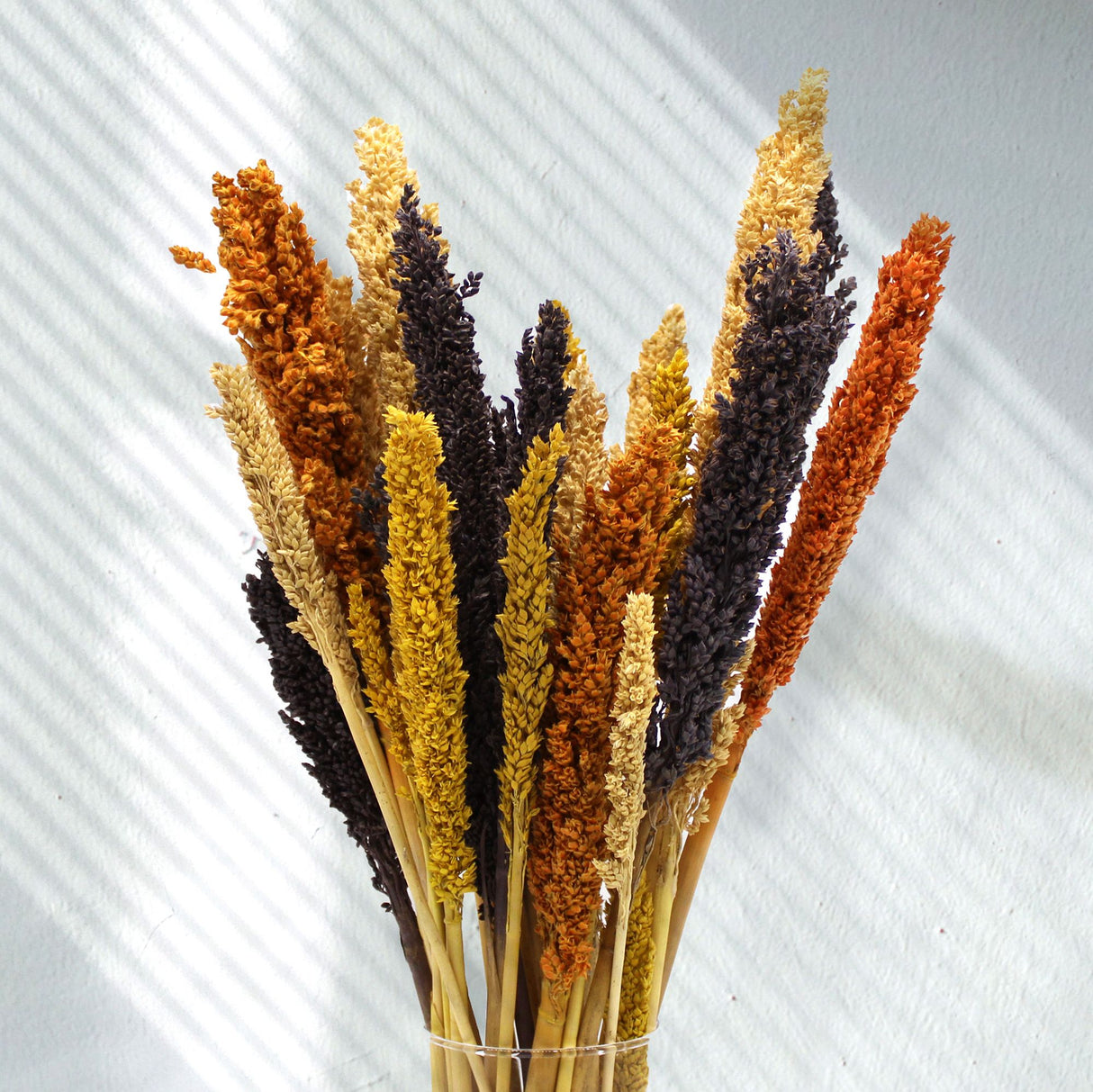 Dried Cantal Grass Bunch Black 6 Pieces