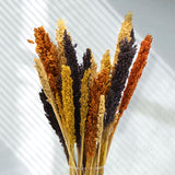 Dried Cantal Grass Bunch Black 6 Pieces