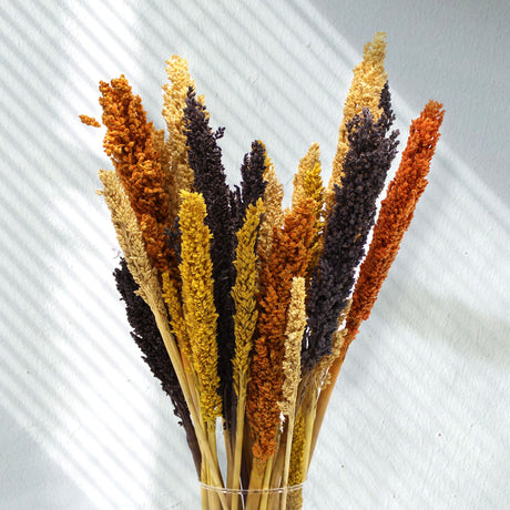 Dried Cantal Grass Bunch Black 6 Pieces