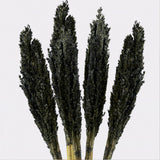 Dried Cantal Grass Bunch Black 6 Pieces
