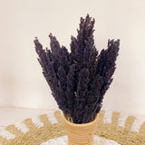 Dried Cantal Grass Bunch Black 6 Pieces