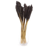 Dried Cantal Grass Bunch Black 6 Pieces