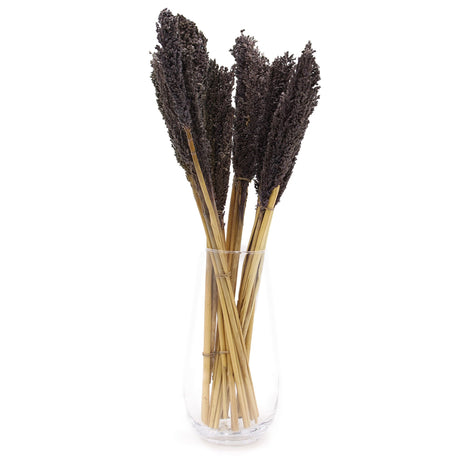 Dried Cantal Grass Bunch Black 6 Pieces
