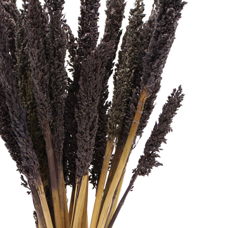 Dried Cantal Grass Bunch Black 6 Pieces