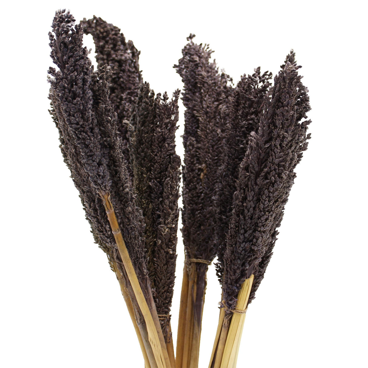 Dried Cantal Grass Bunch Black 6 Pieces