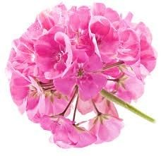 Geranium Eterisk Olje Såpestykke Lilla 100g