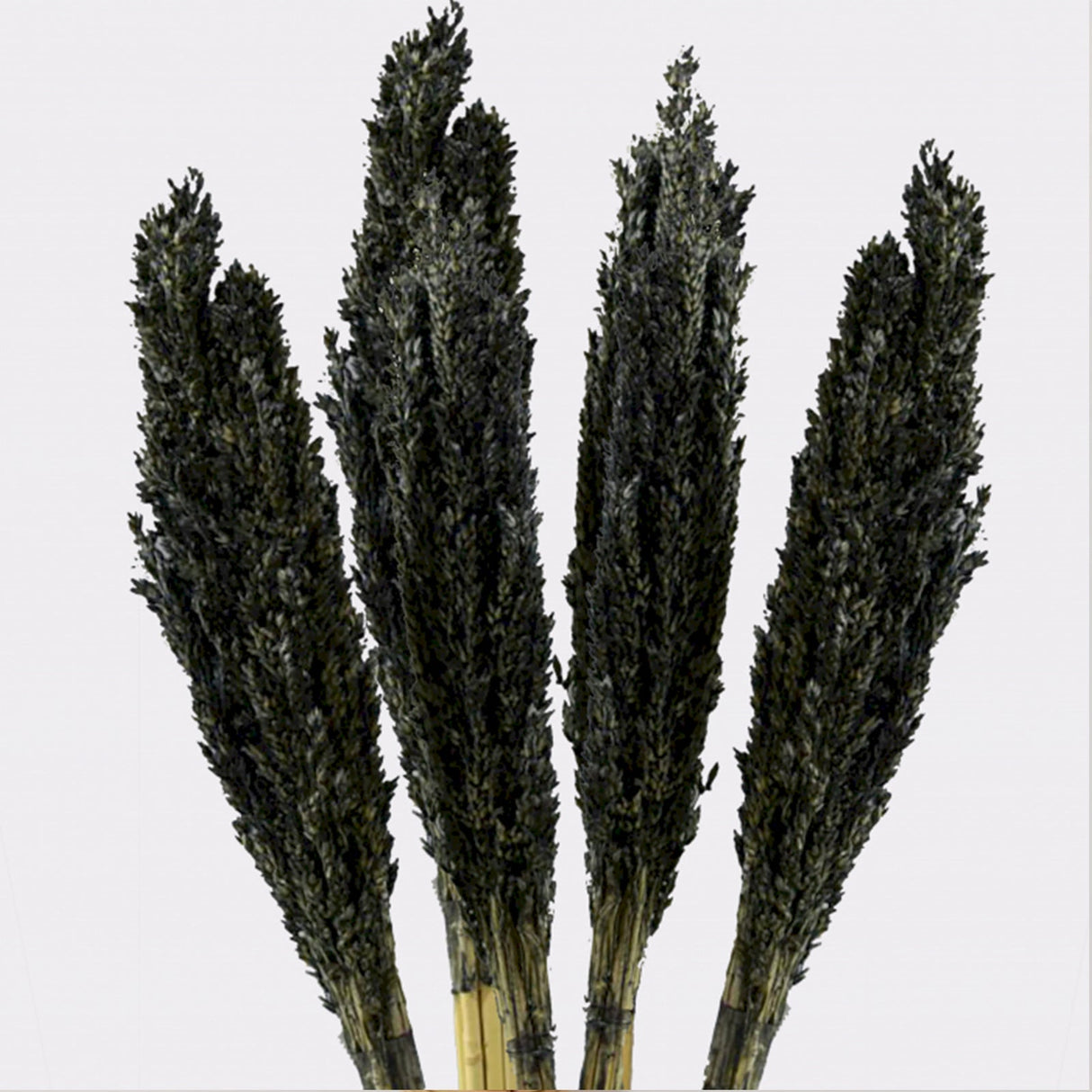 Cantal Grass Bunch - Black - SHAMTAM.COM