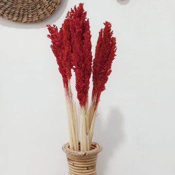 Cantal Grass Bunch Pink Fire 6 Pack
