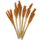 Cantal Grass Bunch - Orange - SHAMTAM.COM