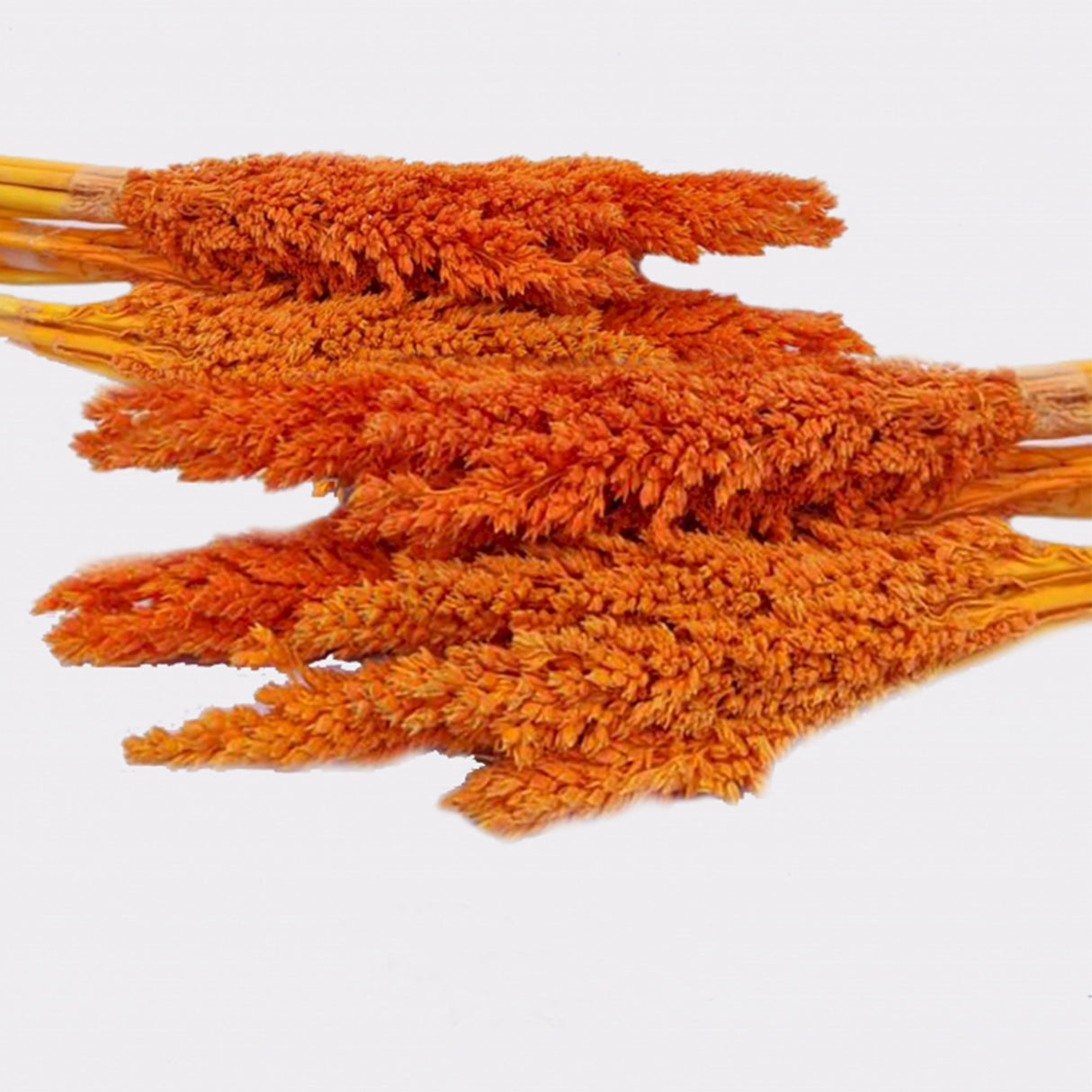 Cantal Grass Bunch - Orange - SHAMTAM.COM