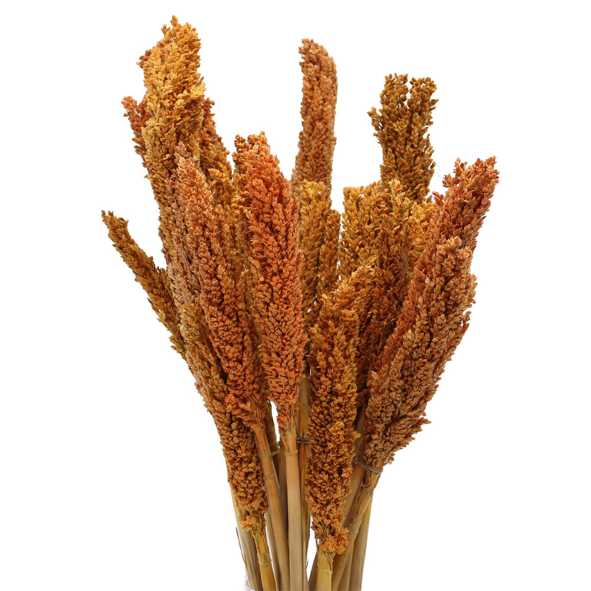 Cantal Grass Bunch - Orange - SHAMTAM.COM