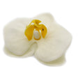 Craft Soap Flower - Paeonia - Cream - SHAMTAM.COM