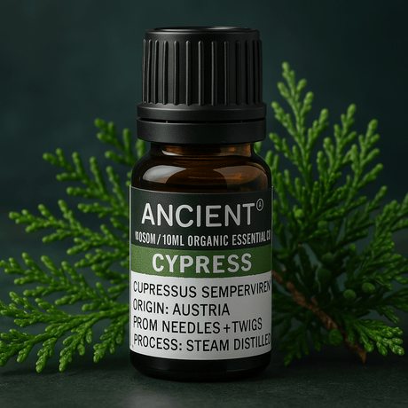 Cypress Organic Essential Oil 10ml - SHAMTAM.COM