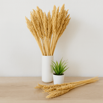 Dried Cantal Grass Bunch, Natural Set of 6