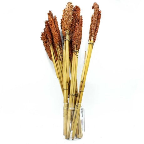 Dried Cantal Grass Bunch, Rust - SHAMTAM.COM