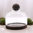 Ex - Large Ball Top Terarium on Dark Tung Wood - SHAMTAM.COM
