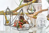 Glass Terrarium - Lantern Shape - SHAMTAM.COM