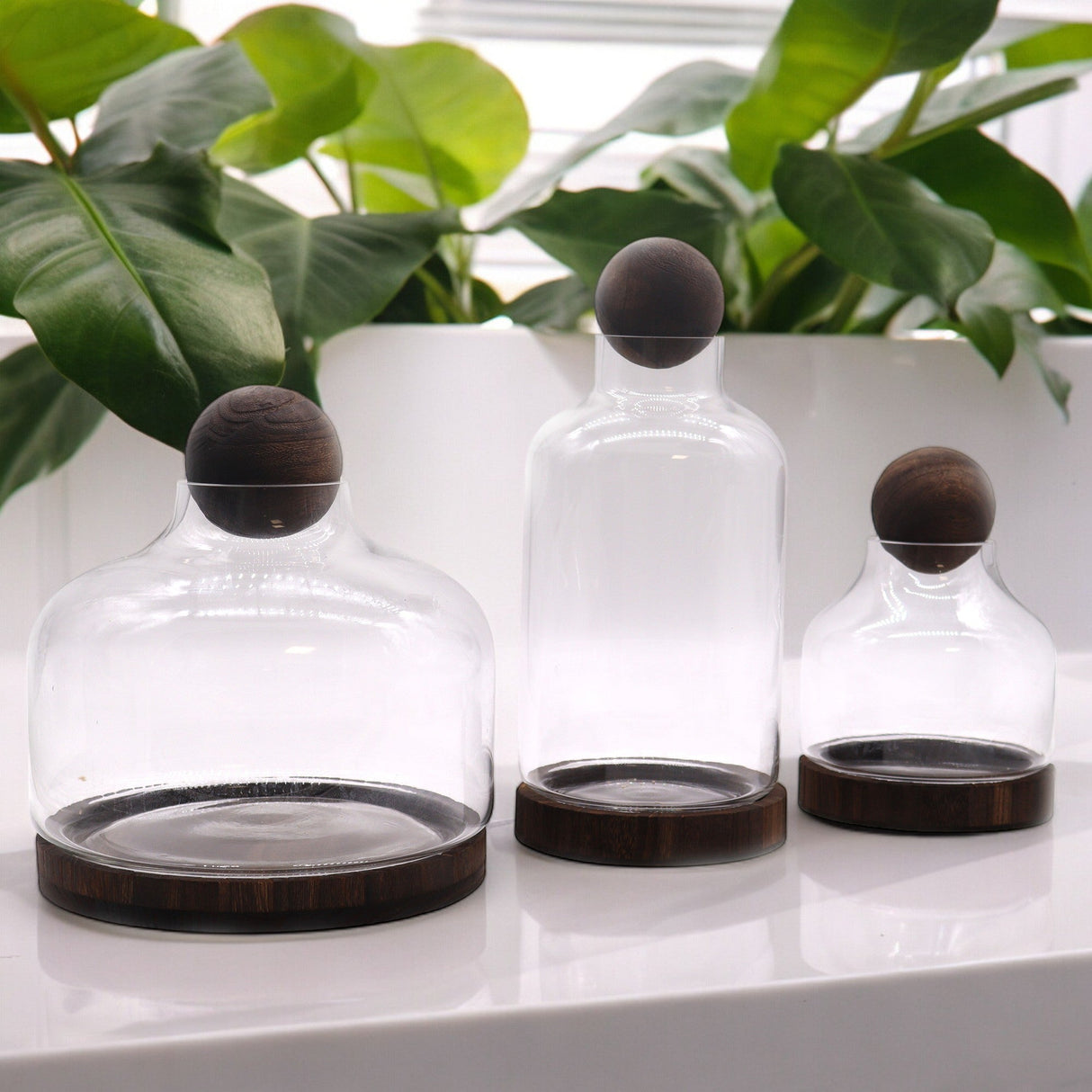 Medium Ball Top Terarium on Dark Tung Wood - SHAMTAM.COM