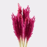 Natural Dried Cantal Grass Bunch, Pink - SHAMTAM.COM