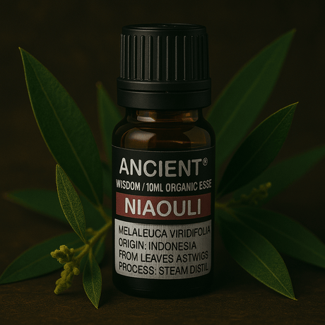 Niaouli Essential Oil 10 ml - SHAMTAM.COM