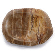 Petrified Wood Brown Soap Dish - SHAMTAM.COM