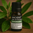 Ravensara Essential Oil 10ml Madagascar Steam Distilled - SHAMTAM.COM