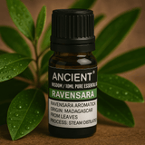 Ravensara Essential Oil 10ml Madagascar Steam Distilled - SHAMTAM.COM