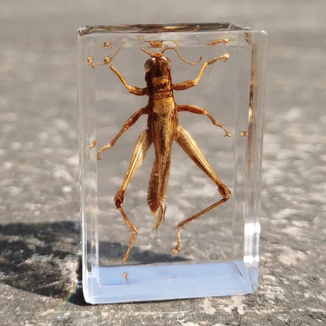 Real Natural Insect Specimen Ambers - SHAMTAM