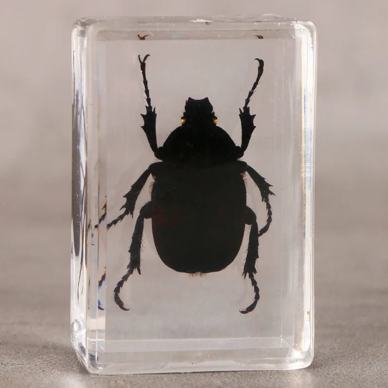 Real Natural Insect Specimen Ambers - SHAMTAM
