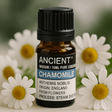 Roman Chamomile Essential Oil 10ml - SHAMTAM.COM