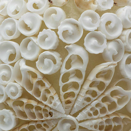 Boho Sea Shell Lamp - Cut Art Shell Oval - 15cm - SHAMTAM.COM