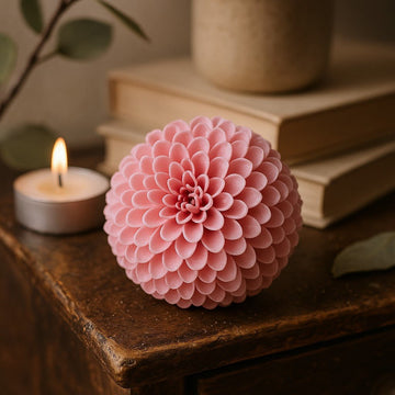 Sæbeblomst Lille Krysantemum Lys Pink, 10 stk.