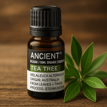 Aceite esencial de árbol de té orgánico 10ml